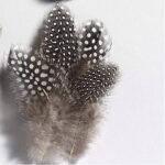 Parelhoenveren natuur 5-10 cm±40 stuks