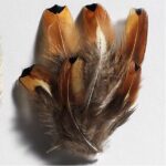 Fazantveren klein 4-8 cm - bruin±40 stuks