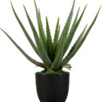 Plant Woood Aloe Vera 46cm 373816-G