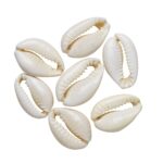 Schelpen half - 30 stuks - wit