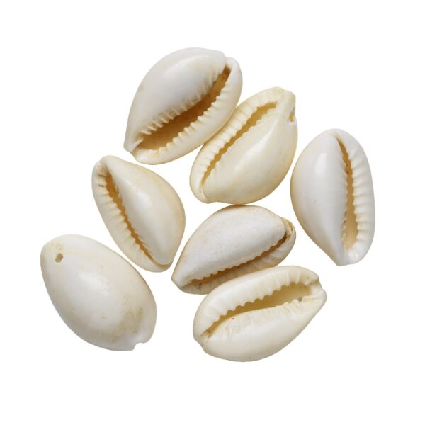 Schelpen heel - 30 stuks - wit - Afbeelding 1