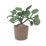 Plant KidsDepot Pileo Pepero Green