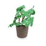 Plant KidsDepot Carica