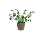 Plant KidsDepot Strawberry