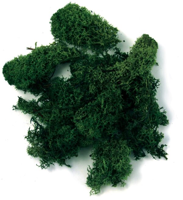 IJslandmos - 100 gram - groen - Afbeelding 1