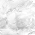 Donsveren - 70 stuks - wit