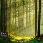 Black Forest - Capstone Games Bordspel