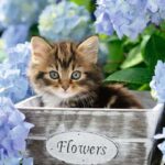 Klein Katje (300) - Ravensburger  Legpuzzel