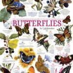 Butterfly Collection (1000) - Cobble Hill  Legpuzzel