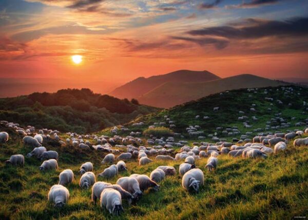 Sheep and Volcanoes (1000) - Heye  Legpuzzel - Afbeelding 1