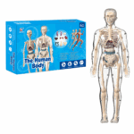 Human Anatomy– Leren&Ontdekken– Menselijk Lichaam Model Kit Transparant volledig skeletmodel | Educatief Speelgoed