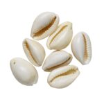 Schelpen heel - 30 stuks - wit