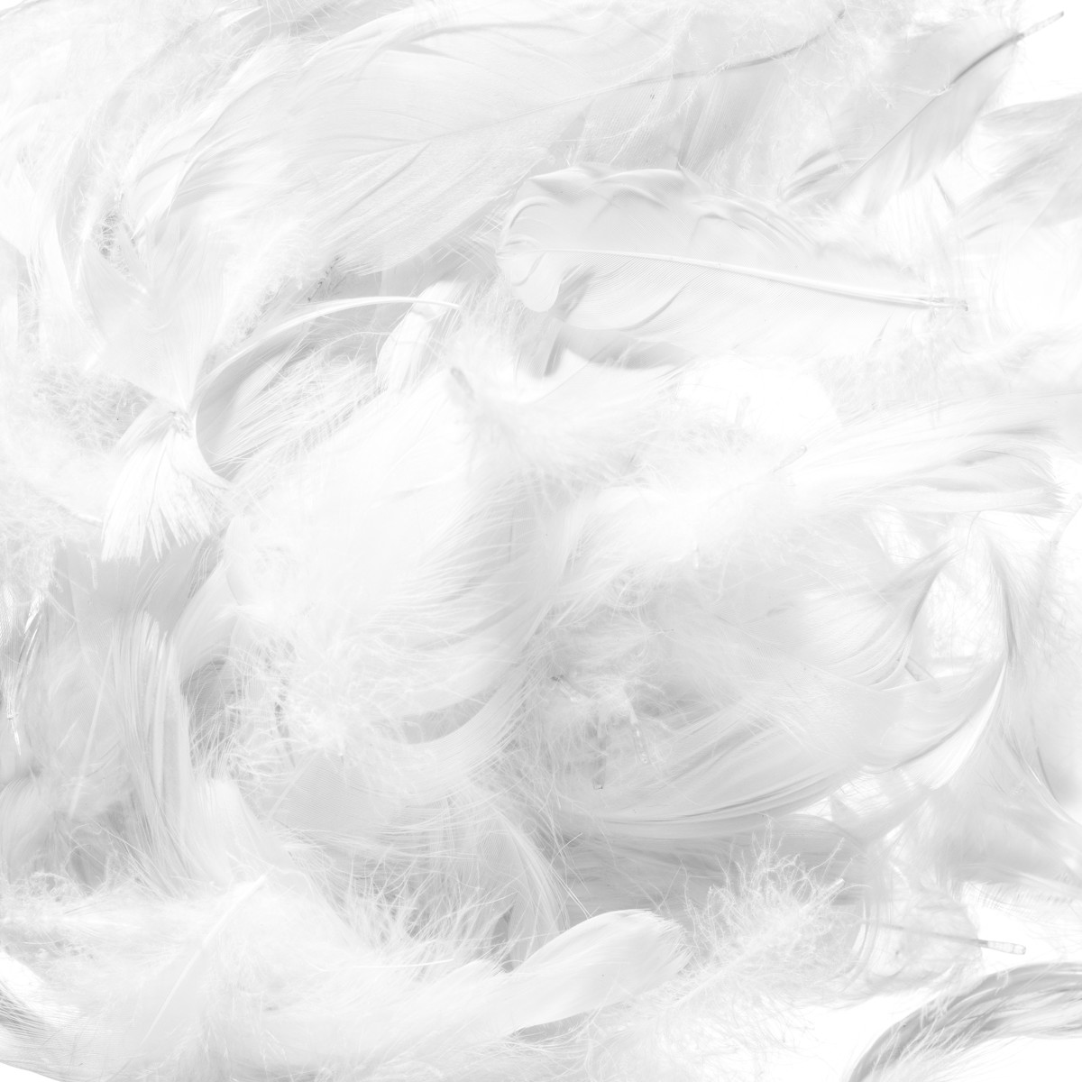 Donsveren - 70 stuks - wit Donsveren - 70 stuks - wit - Afbeelding 1