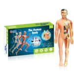 Human Anatomy– Leren&Ontdekken– Menselijk Lichaam Model Kit Translucent volledig anatomiemodel | Educatief Speelgoed