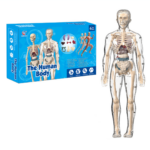 Human Anatomy– Leren&Ontdekken– Menselijk Lichaam Model Kit Transparant volledig skeletmodel | Educatief Speelgoed